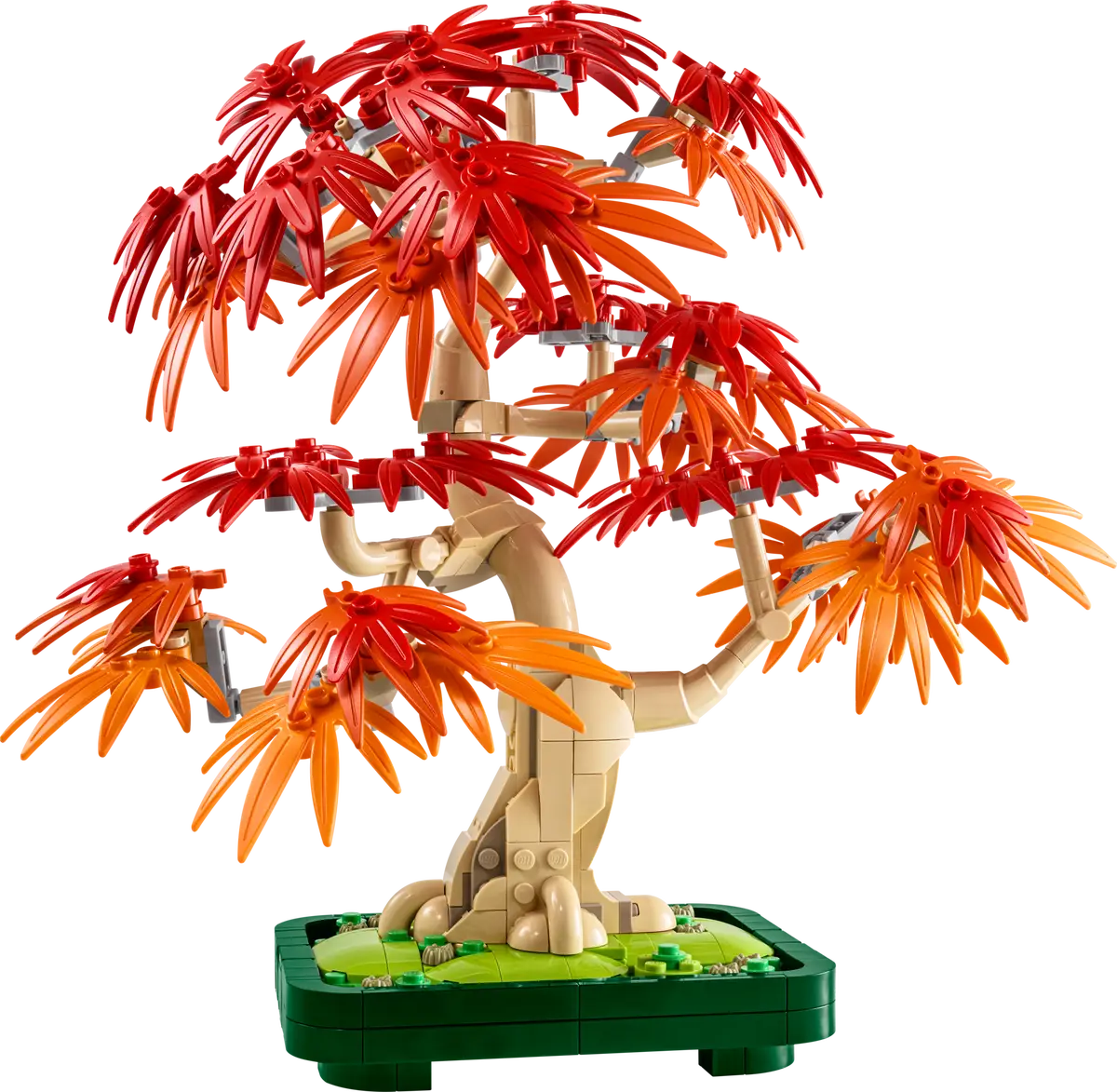 Bonsái de Arce Rojo Japonés